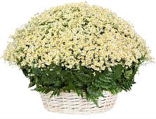 Цветочная композиция из Ромашки в корзине #REPLACE_PRED# Кириллове